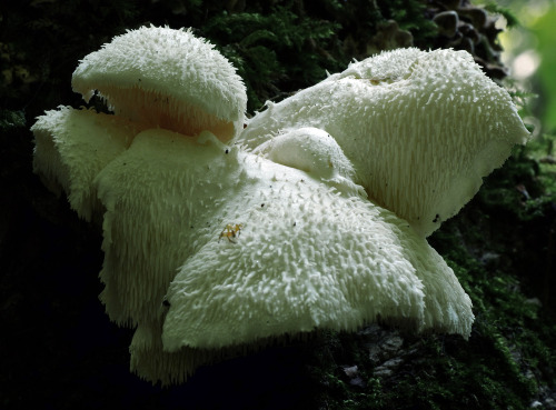 Stand-out fungus from my productive saturday foray. This is Hericium cirrhatus - the tiered tooth fu