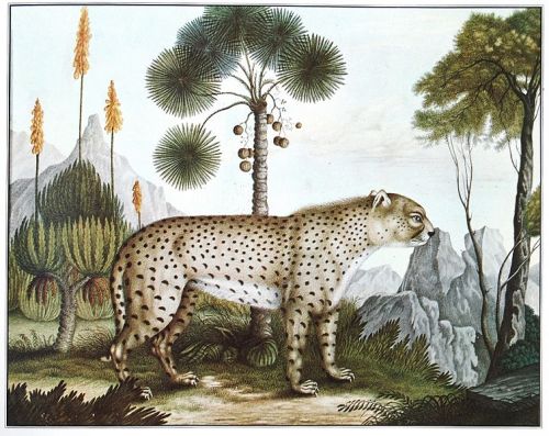 lacalaveracatrina:The Cheetah (1886) - THE BESTIARIUM OF ALOYS ZÖTL (1831-1887)