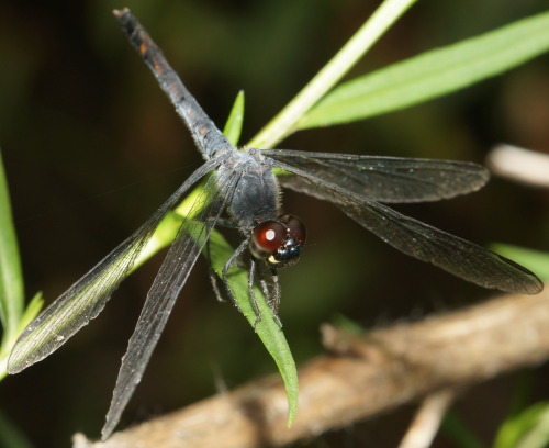 Erythrodiplax berenice- Seaside DragonletFound in Nassau County just outside of NYC