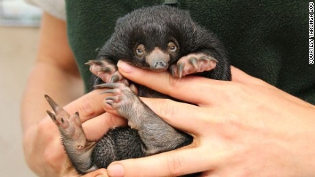 hufflepuffintp:Apparently in the Taronga Zoo in Sydney baby short beaked echidnas were born for the 