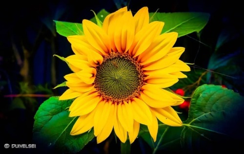 ‘Unexpected Treasure’ #Nature #Summer #Été #Garden #Jardin #Flowers #Fleurs #Sunflower #