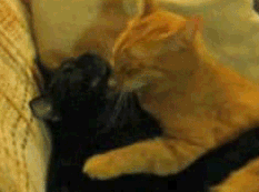 there were a bunch of nice anons and non anons in my inbox today for some reason, so here’s a hug for everyone <3 
