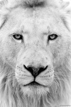 brookshawphotography:White Lion Themba from WHF Big Cat Sanctuary…