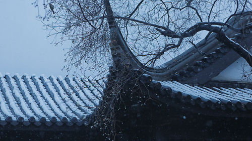 Sex fuckyeahchinesegarden:  冬日莫愁湖 Winter pictures