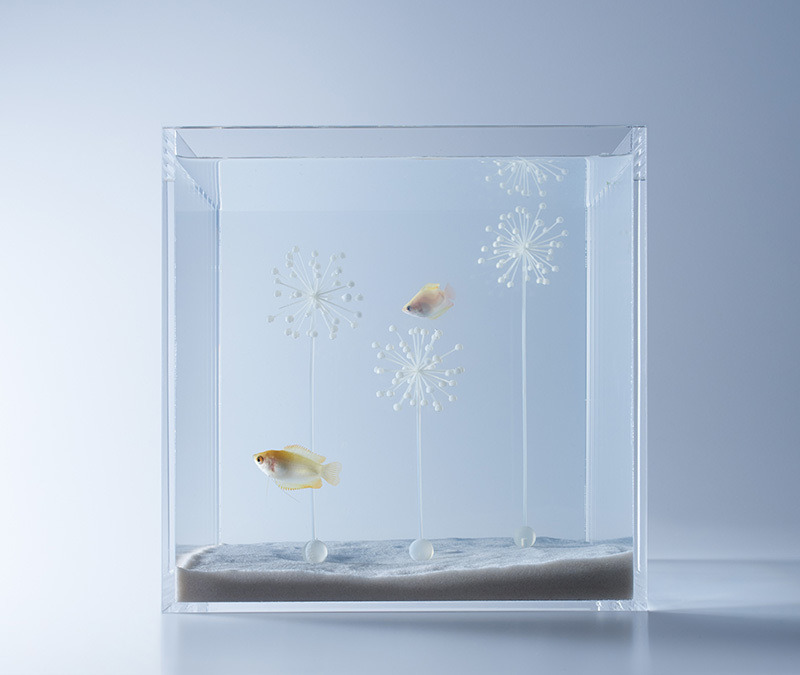 thre3f:  Sculptural Fish Tanks by Haruka Misawa 