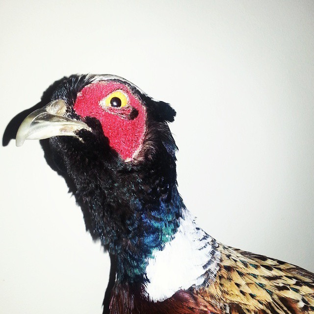 #Fitztinez #pheasant
#Virginia