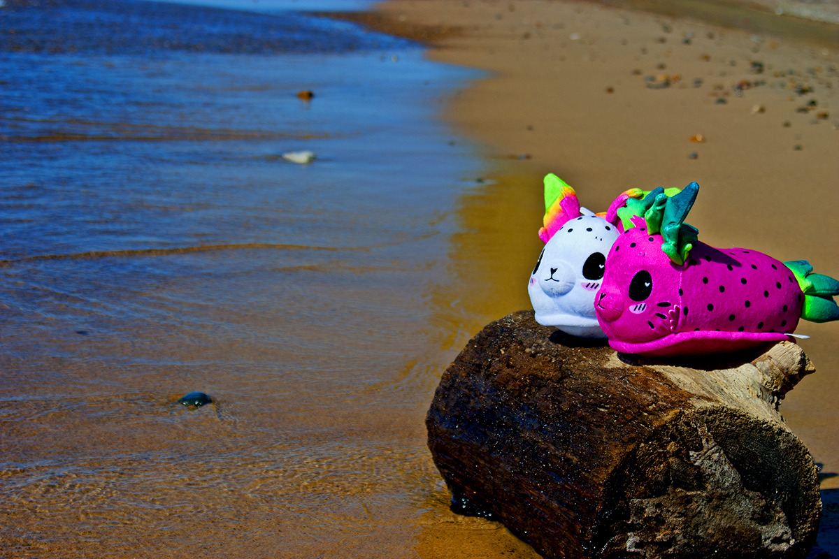 sorbetjungle:  Sea Bunnies go to the beach!Yesterday our sea bunnies got to take