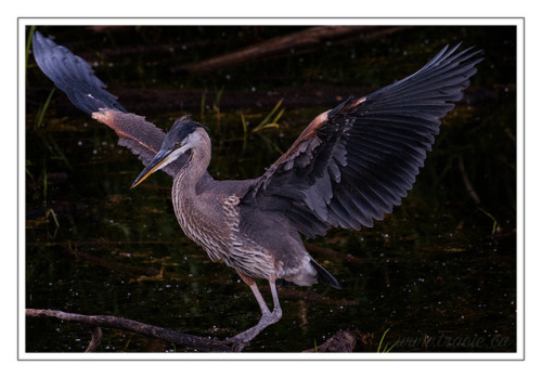 buginmymargarita:Fledgling Herons.  I watched these guys for a little while and all they were catchi