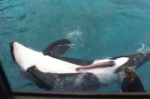 Orca/Killer Whale penis!! Sorry for low quality.