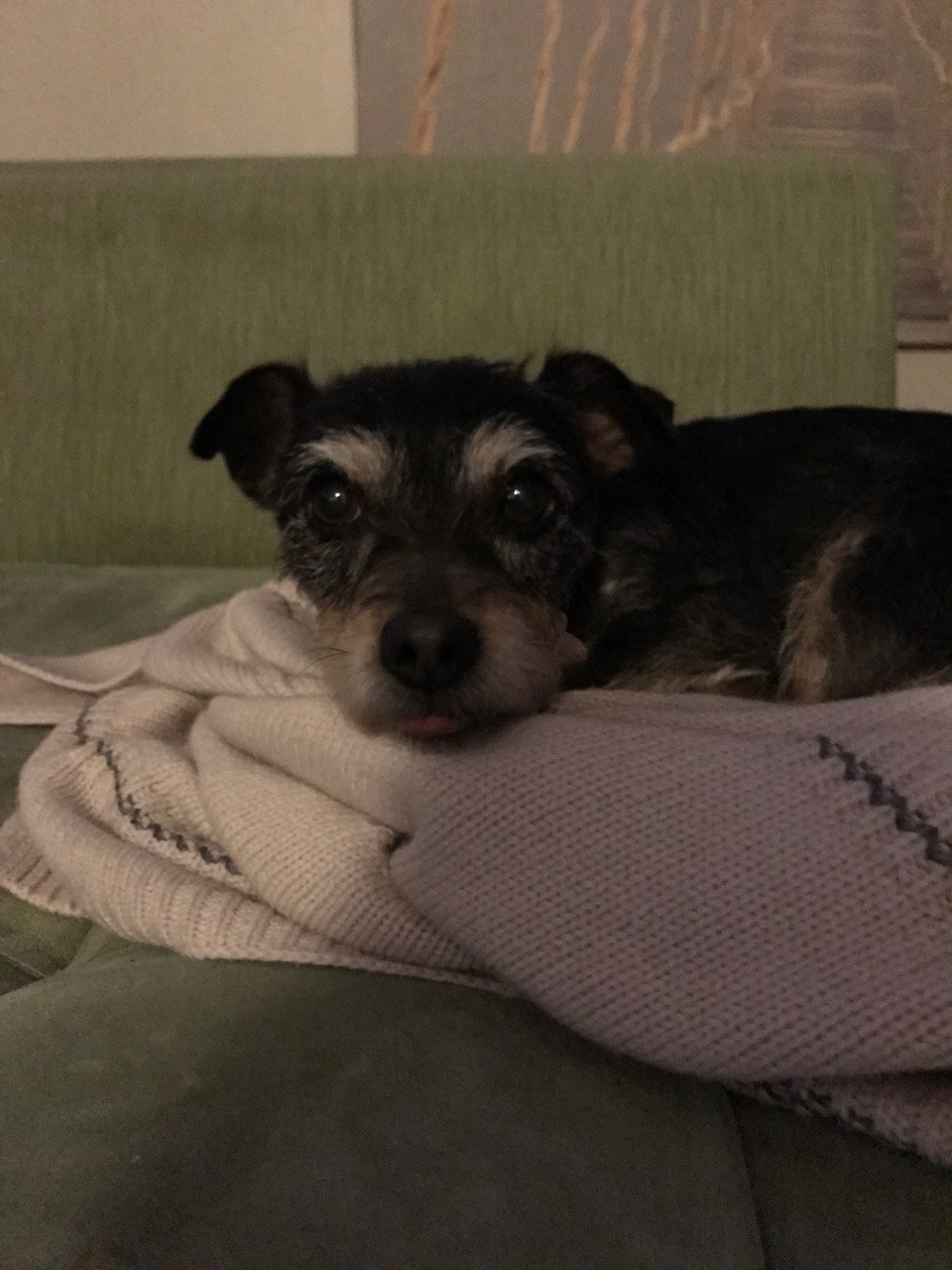 here she is. my fat chihuahua. she’s so old that her jaw is slack so her tongue