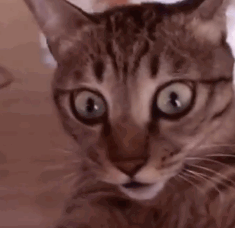 tumblr_nj9n2i6EdW1ra9bmmo1_400.gif