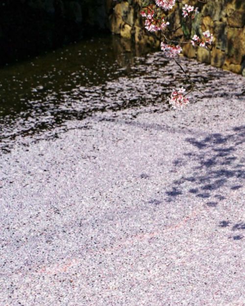 【京都府】花筏 . バイトすることにしました . 今日は面接です . 履歴書の証明写真が犯罪者みたいになりました . （2022/04/06撮影） . #花筏 #高瀬川 #花筏 #はないかだ #はない