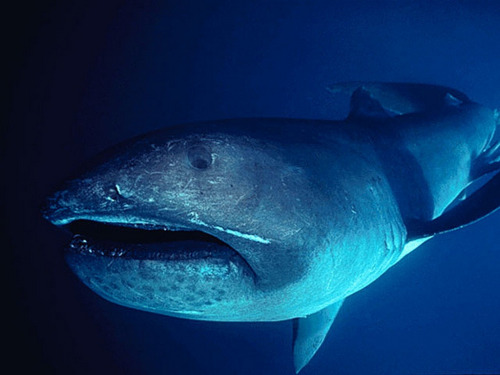 fuckyeahaquaria:Megamouth Shark | Megachasma pelagios&ldquo;The megamouth shark is considered to be 