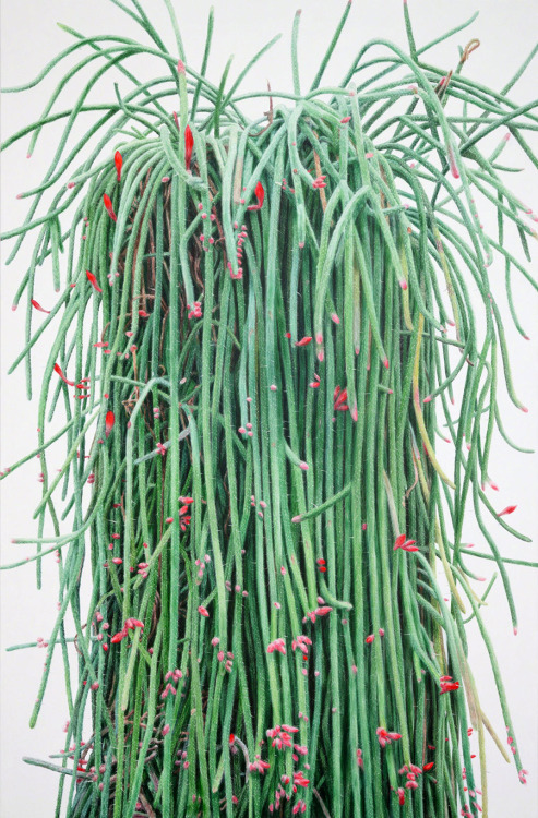 itscolossal:Hyper-realistic Cactus Paintings that Bristle with Detail by Kwang-Ho Lee