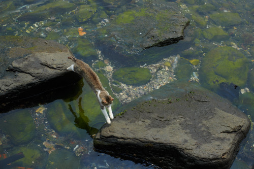 ya-spooky-bitch: 1l1l: Akimasa Harada That’s an interesting bridge.