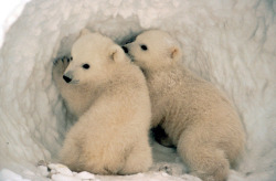 Polar bear cubs. (by USFWSAlaska)