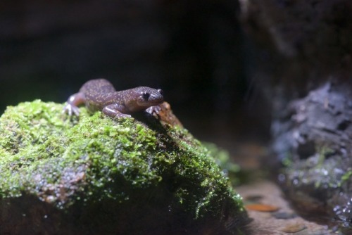 ヒダサンショウウオ Hynobius kimuraeアクア・トトぎふ 4F 長良川上流