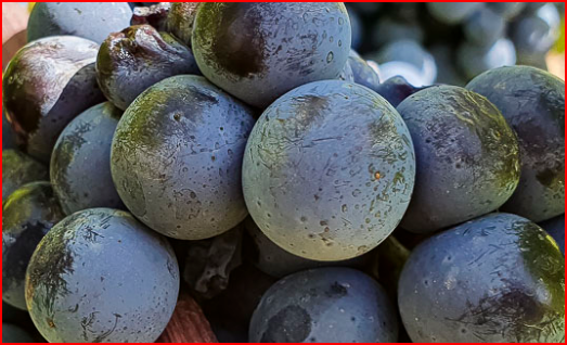 Uvas