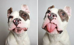 awwww-cute:  Pitbull + a photobooth = cuteness