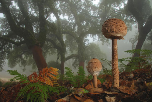 princesswhatevr:indigo4733:littlelimpstiff14u2: The Mystical World Of Mushrooms Captured In Photos M