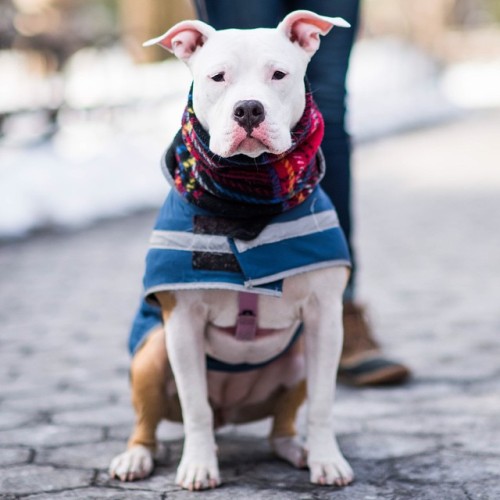 thedogist:Stella, Pit Bull (1 y/o), Madison Square Park, New York, NY