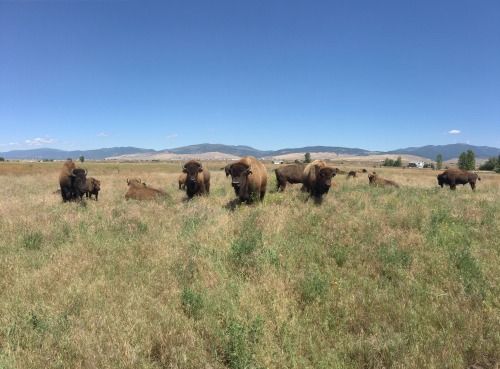 #foodtripping road trip memories: Bitterroot Bison in Missoula, MontanaToday we learnt: there is a b