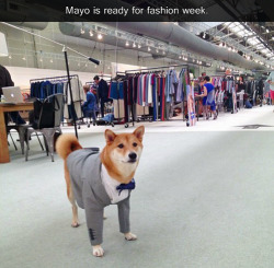 tastefullyoffensive:  [mensweardog]