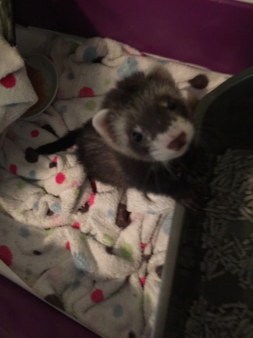 bunnini:  nervous-diary:  His name is Wesley and he likes to chew on his food dish c:  I got a ferret! <3   lucky T ^T