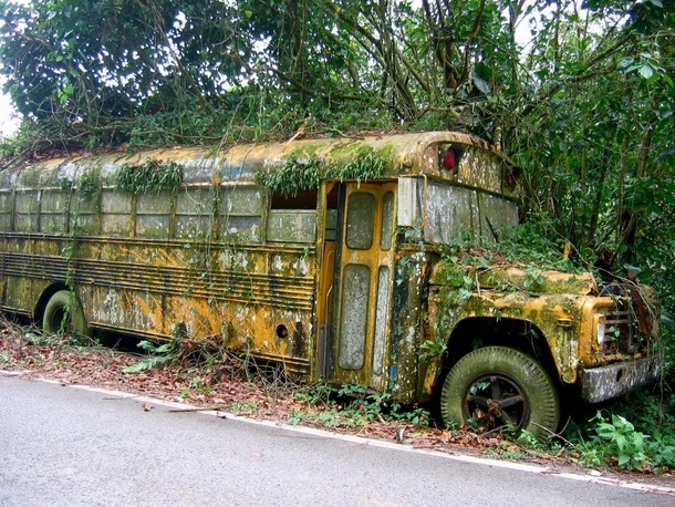 photorator:  Abandoned school bus cultivates moss on the side of the road in Puerto
