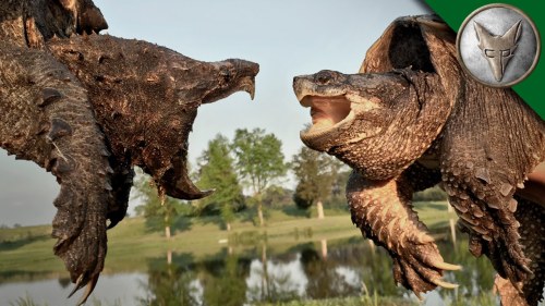 megazeo:coolthingoftheday:The difference between an alligator snapping turtle and a regular snapping turtle.This looks l