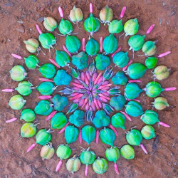 mothernaturenetwork:  15 intricate floral mandalas Arizona artist Kathy Klein channels her spirituality and love of nature into stunning, geometric designs made from a colorful array of plant life. 