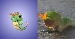 theinturnetexplorer:   Pokemon and their real life counterparts. 