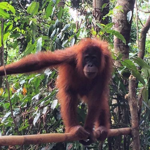 sprcalfraglistic:  #orangsoutans #watching #jungle #wildlife #holidays #indonesia