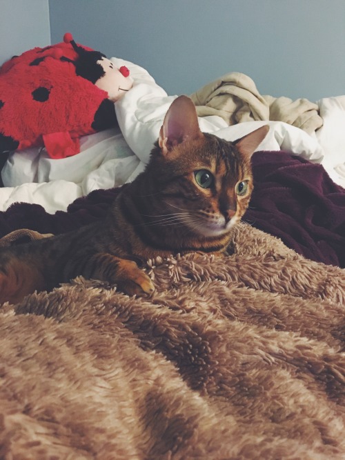 97tilforever: So tonight, Nahla decided to be extra cute, so I took pictures of her for a good ten m