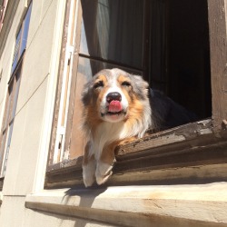 coltre:  soyahbean:  this is not my dog but oh well it’s cute   for  a second I thought it was just a dog head with legs sitting on a window 