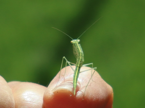 onenicebugperday: Snake mantis nymph, Kongobatha diademata,Photographed by larney in Queen