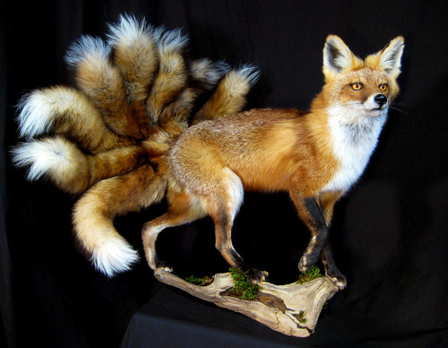The legendary nine-tailed fox (九尾の狐). My homage to two loves of mine&ndash; taxidermy and Japanese m