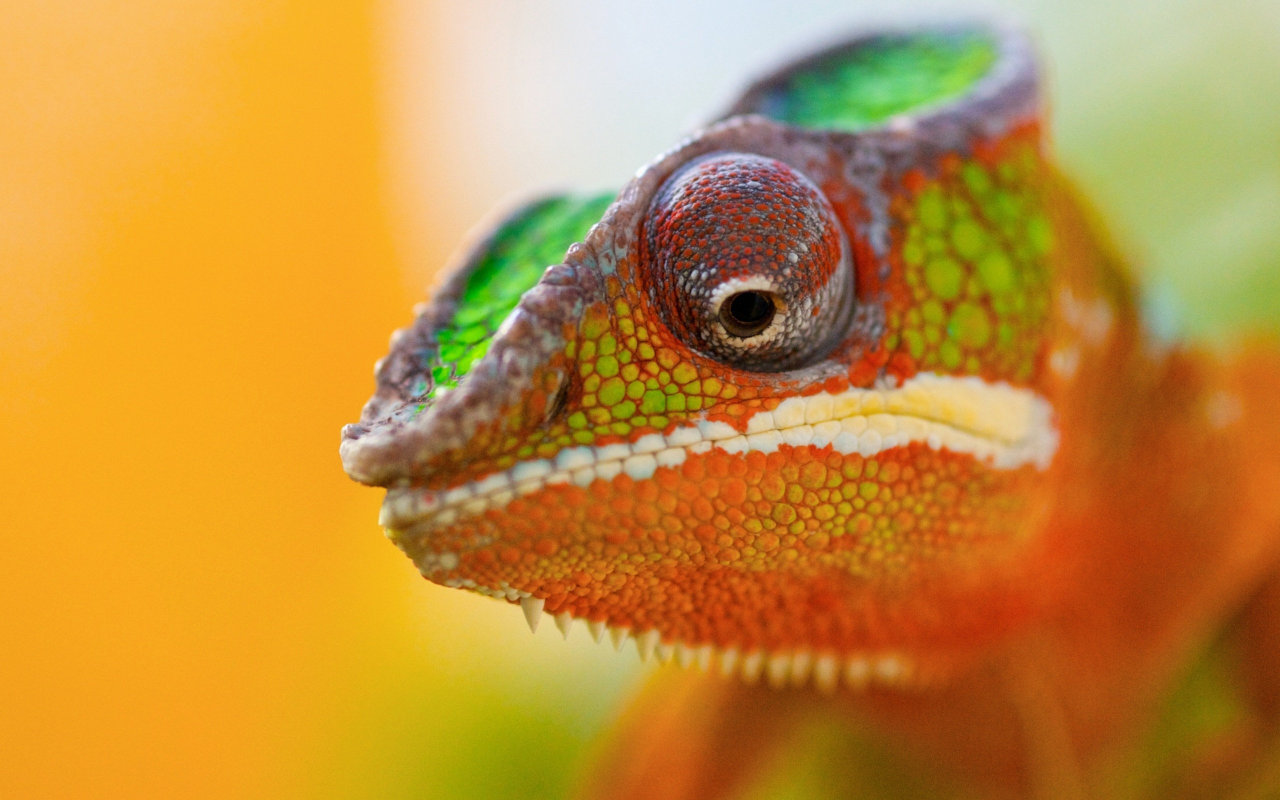 nemotes:  Chameleons are super cool, just in case you didn’t know yet.