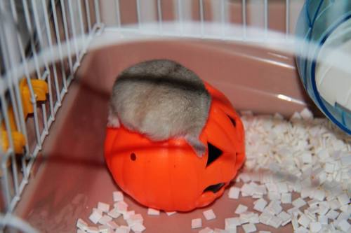 THE ULTIMATE HAMSTERS-IN-PUMKINS HAMUKETSU COLLECTION! Every single Hamuketsu-(aka-“hamster-butt”)-t