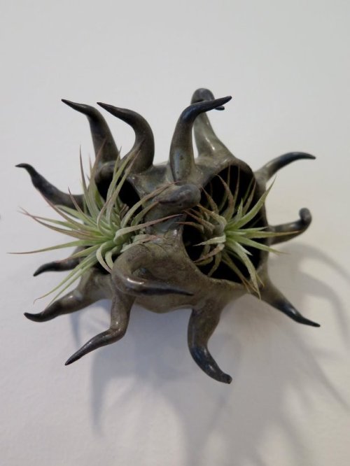 fhtagn-and-tentacles: AIR PLANT HOLDERS by Gregory Knopp