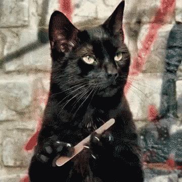This Cat Wants To Be Beautiful