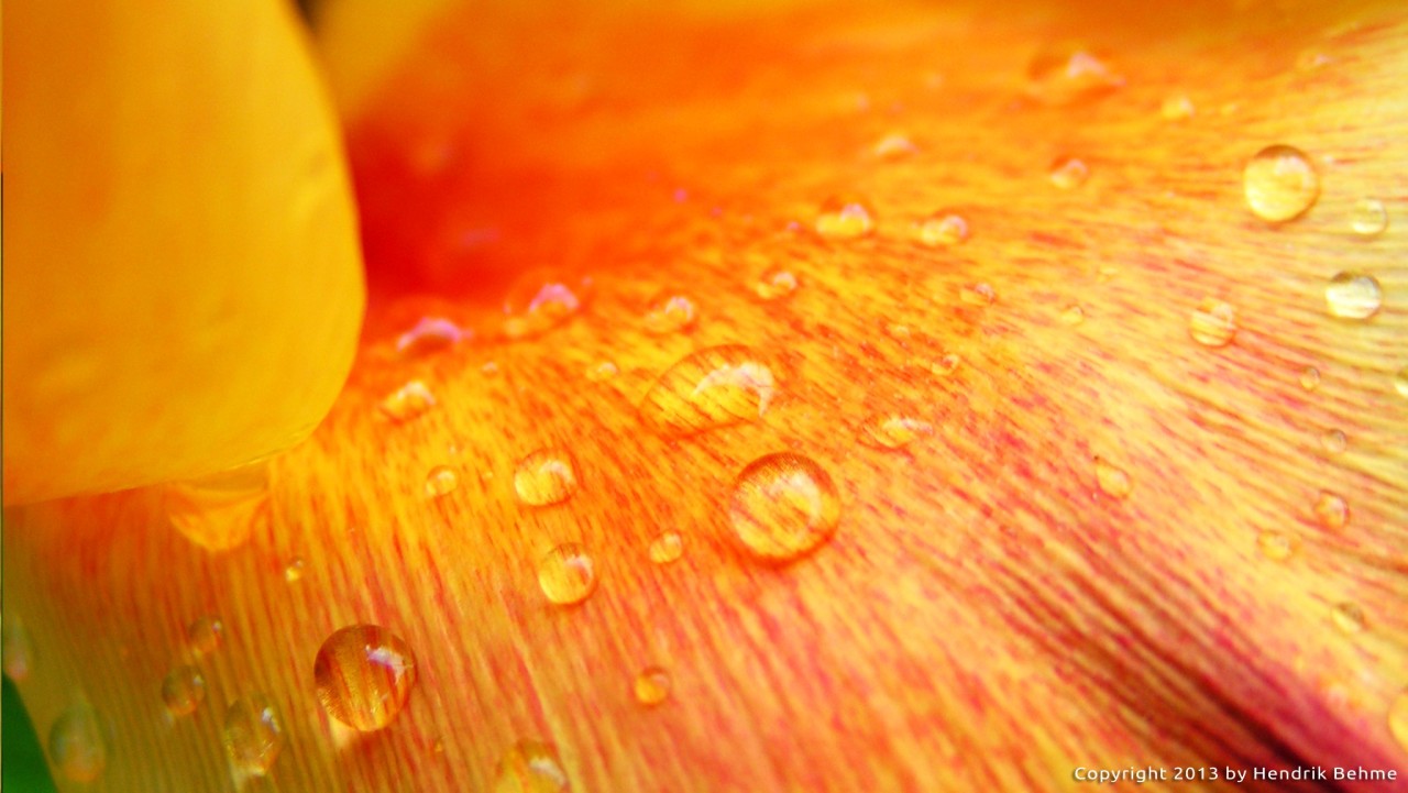 baetology:  orange moods // @slightlycoolemma 