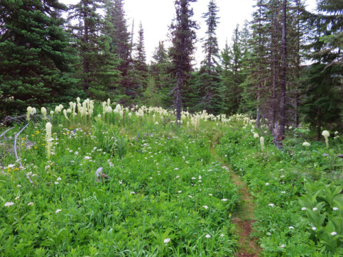 90377: Wildflowers along the Blair Lake Trail by yunckette