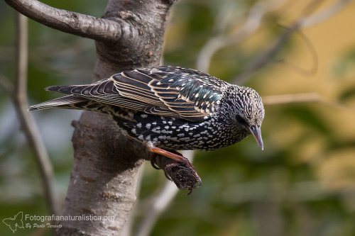 Common Starling (Sturnus vulgaris) >>by Paolo Taranto