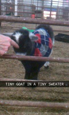 julianaegley:  TINY GOAT IN A TINY SWEATER.