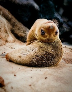 awwww-cute:  Seal bones don’t form until they reach maturity after their third winter. Until then, pups are very flexible, and internally have a system of blubber-filled balloons instead of bones (Source: http://ift.tt/1DAvWLF)