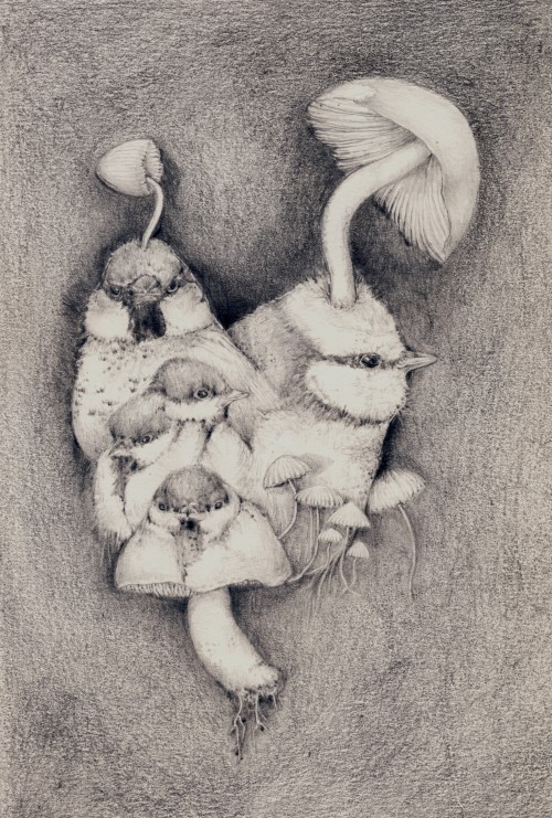 Birds and Fungi ConvergeGraphite