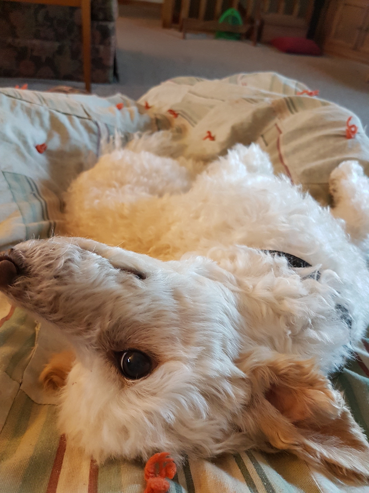 My dog loves morning snuggles. Getting ready for work is a lot more fun with him!