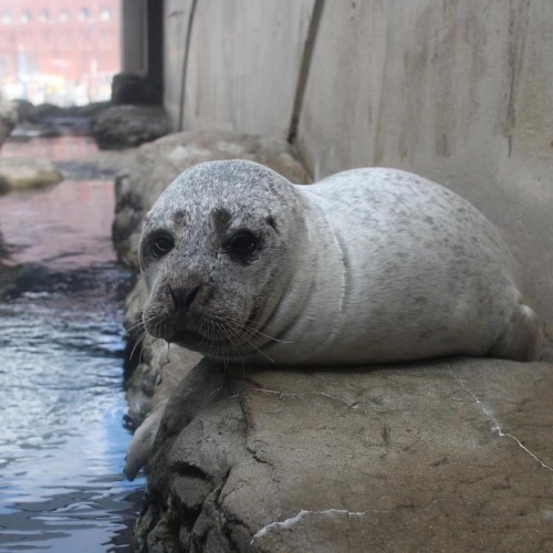 The welcoming committee on the Aquarium’s front plaza is looking a little fuzzy this morning #Harbor