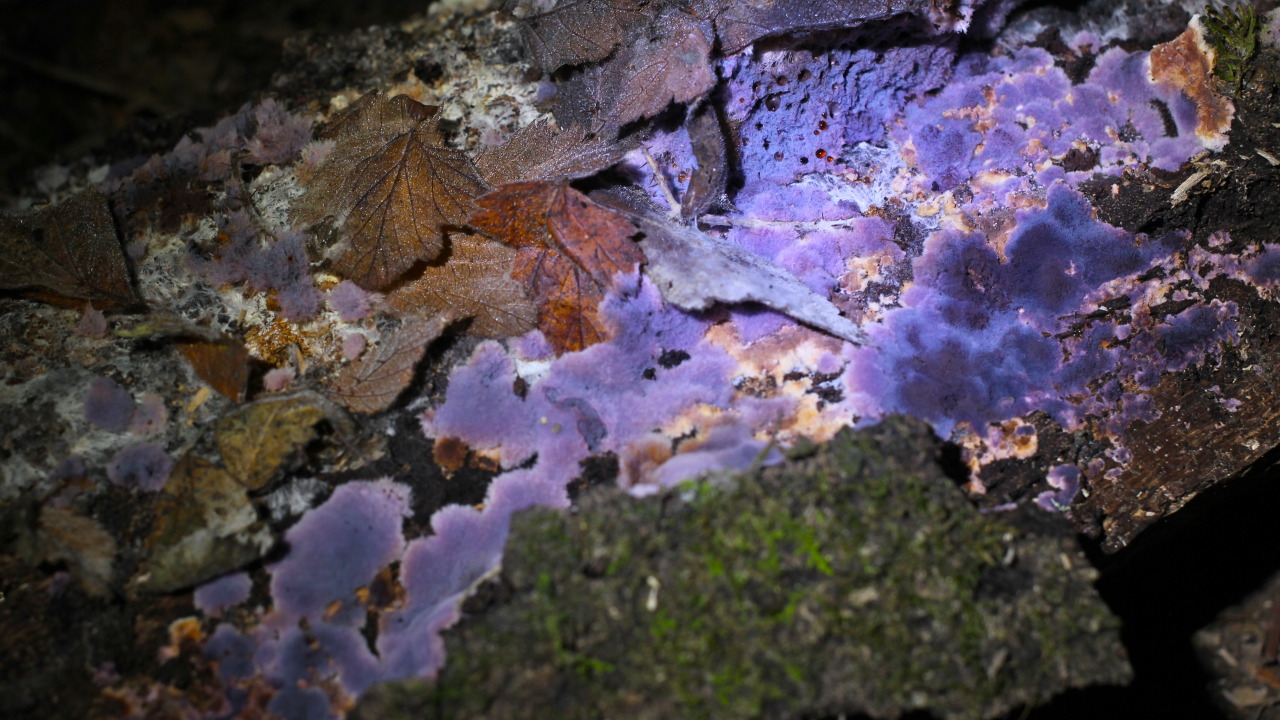 steepravine:  Purple Fungus At Night! I went on a night hike earlier this week. I